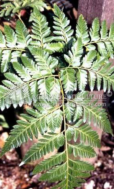 Davallia griffithiana 'rabbit 's foot fern'